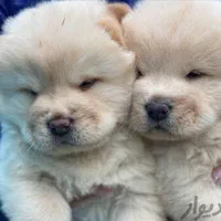 فروش سگ چاو چاو توله رنگ سفید اورجینال