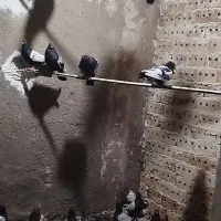 یک بوم کفتر سینه