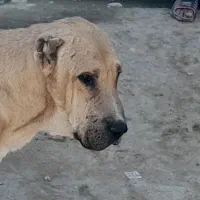 سگ‌گله‌ای