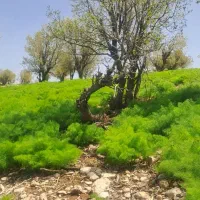جاشیر کوهی برای دام