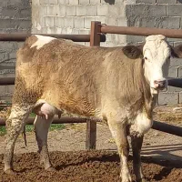 گاو وگوساله وقت تلقیح