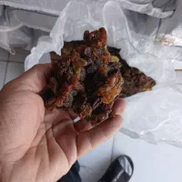کشمش وگله|خوردنی و آشامیدنی|فریدونکنار, |دیوار
