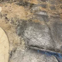 فرش|فرش|تهران, ونک|دیوار