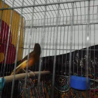 جفت مولد|پرنده|فسا, |دیوار