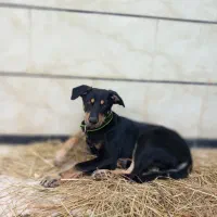 توله 3ماهه چهار چشم دوبرمن|سگ|تالش, هشتپر|دیوار