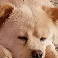 سگ چاو چاو آکیتا.نژاد اصیل