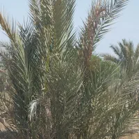 فروش درخت نخل یا دمیت کباب و شیخالی