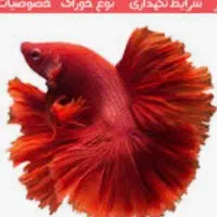 ماهی فایتر(جنگجوی سیامی)وگیاه پلنت اریوکالن ویتنام