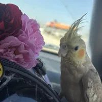 عروس هلندی گمشده