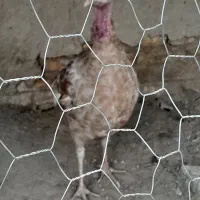 ماده بغلمون