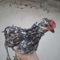 مرغ گلین توسی