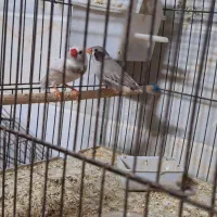 فنچ معمولی و لپ سیاه و کوتوله|پرنده|اردکان, |دیوار