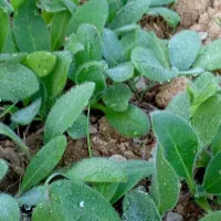 گل گاوزبان همیشه سبز هم بذرش وهم بوتش موجود|گل و گیاه طبیعی|گرگان, |دیوار