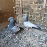 کبوتر سینه سبز|پرنده|شیراز, تحویلی|دیوار