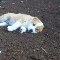 توله آلبای اصل|سگ|انبارآلوم, |دیوار