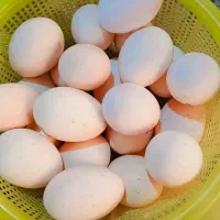 فروش تخم اوردک و مرغ