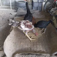 لاری ، محلی ،بوقلمون