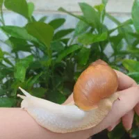 حلزون آچاتینا برای پرورش و سلامت پوست|خزنده|خوی, |دیوار