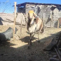 قوچ پلنگی|حیوانات مزرعه|شهرکرد, |دیوار