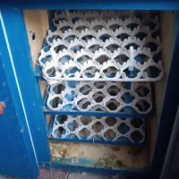 دستگاه جوجه کشی