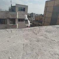 کفتر کلاغ طوقی|پرنده|مشهد, کوشش|دیوار
