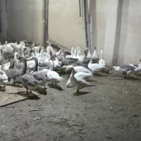 فروش غاز های نر و ماده|حیوانات مزرعه|صباشهر, |دیوار