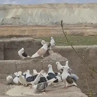 کبوتر دوکت