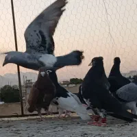 پلاکی بهبهانی شهری|پرنده|شیراز, شیخ علی چوپان|دیوار