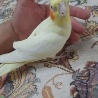 عروس هلندی مولد