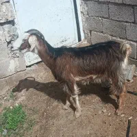 بز ابستن|حیوانات مزرعه|داراب, |دیوار