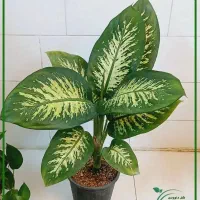 گل گیاه دیفن،فیکوس شفلرا برگ انجیری شامادوراکروتون