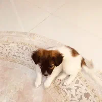 توله سگ پامر