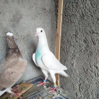 کبوتر تکپرآس