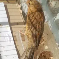 قناری*زیتونسرخ*جفتی قناریسهره|پرنده|شیراز, شهرک قمشه|دیوار