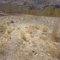 حول وحوش 200مترزمین روبه روی کلانتری جدید