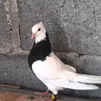 کبوتر|پرنده|مهر, |دیوار