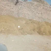 کود حیوانی