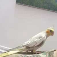 یه جفت عروس مولد|پرنده|قم, حاج زینل|دیوار