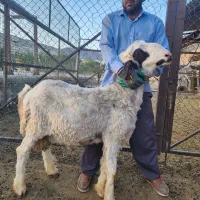 قوچ لری بختیاری دارای ژن دوقلوزایی (هترو)