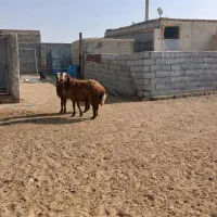 بره میش َ بز بزغاله