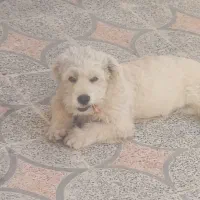 سگ پشمالو|سگ|خرمآباد, |دیوار