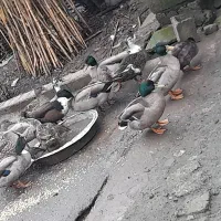 اردک نمه ای.|حیوانات مزرعه|رودبنه, |دیوار