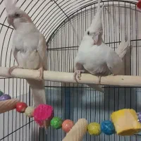 یک جفت عروس البینو جوان سالم به شرط تخم جوجه