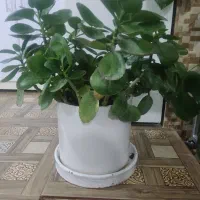 گل های اپارتمانی|گل و گیاه طبیعی|هرسین, |دیوار