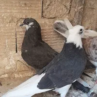 کبوتر شازده سیاه و زاغ چونه سفید|پرنده|رباطکریم, رباطکریم|دیوار