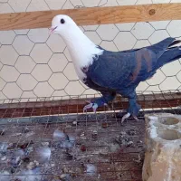 پرنده شوش دانیال