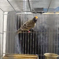 گلبسر|پرنده|کهریزک, |دیوار