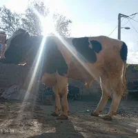 گاو نر|حیوانات مزرعه|انزل, |دیوار