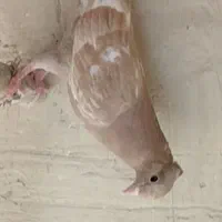 چهارتا کفتر سینی فروشی|پرنده|میلاجرد, |دیوار