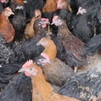 جوجه محلی|حیوانات مزرعه|مرودشت, محمد آباد|دیوار